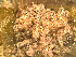  ( - HMSC174_03008)  @11 [ ] by-nc-sa  Unspecified Huntsman Marine Science Centre