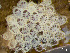  ( - HMSC174_03008)  @11 [ ] by-nc-sa  Unspecified Huntsman Marine Science Centre