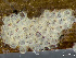  ( - HMSC174_03009)  @11 [ ] by-nc-sa  Unspecified Huntsman Marine Science Centre