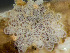  ( - HMSC174_03014)  @11 [ ] by-nc-sa  Unspecified Huntsman Marine Science Centre