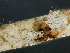  ( - HMSC174_03014)  @11 [ ] by-nc-sa  Unspecified Huntsman Marine Science Centre