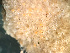  ( - HMSC174_03182)  @11 [ ] by-nc-sa  Unspecified Huntsman Marine Science Centre