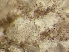  ( - HMSC174-03442)  @11 [ ] by-nc-sa  Unspecified Huntsman Marine Science Centre