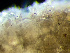  ( - HMSC174-03442)  @11 [ ] by-nc-sa  Unspecified Huntsman Marine Science Centre