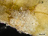  ( - HMSC174-03442)  @11 [ ] by-nc-sa  Unspecified Huntsman Marine Science Centre