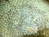  ( - HMSC174-03564)  @11 [ ] by-nc-sa  Unspecified Huntsman Marine Science Centre