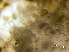  ( - HMSC174-00682)  @11 [ ] by-nc-sa  Unspecified Huntsman Marine Science Centre