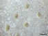  ( - HMSC174-01525)  @11 [ ] by-nc-sa  Unspecified Huntsman Marine Science Centre