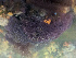  ( - MBG_CEG05)  @11 [ ] CreativeCommons - Attribution Share-Alike (2025) Unspecified Huntsman Marine Science Centre