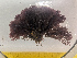  ( - MBG_CEG05)  @11 [ ] CreativeCommons - Attribution Share-Alike (2025) Unspecified Huntsman Marine Science Centre