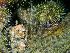 ( - HMSC174_01031)  @11 [ ] by-nc-sa  Unspecified Huntsman Marine Science Centre