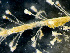  ( - HMSC174_01044)  @11 [ ] by-nc-sa  Unspecified Huntsman Marine Science Centre