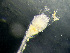  ( - HMSC174_01104)  @11 [ ] by-nc-sa  Unspecified Huntsman Marine Science Centre