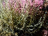 ( - HMSC174_01105)  @11 [ ] by-nc-sa  Unspecified Huntsman Marine Science Centre