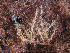  ( - GM2024_03)  @11 [ ] CreativeCommons - Attribution Share-Alike (2025) Unspecified Huntsman Marine Science Centre