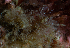  (Halecium muricatum - HMSC174-01453)  @11 [ ] CreativeCommons - Attribution Share-Alike (2024) Unspecified Huntsman Marine Science Centre