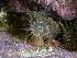  ( - HMSC174_02470)  @11 [ ] CreativeCommons - Attribution Share-Alike (2025) Unspecified Huntsman Marine Science Centre
