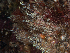 ( - HMSC174_02479)  @11 [ ] CreativeCommons - Attribution Share-Alike (2025) Unspecified Huntsman Marine Science Centre