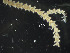  ( - HMSC174-03603)  @11 [ ] CreativeCommons - Attribution Share-Alike (2025) Unspecified Huntsman Marine Science Centre