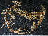  ( - HMSC174-00369)  @11 [ ] CreativeCommons - Attribution Non-Commercial Share-Alike (2023) Unspecified Huntsman Marine Science Centre