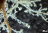  ( - HMSC174-01453)  @11 [ ] by-nc-sa  Unspecified Huntsman Marine Science Centre