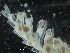  ( - HMSC174_02543)  @11 [ ] CreativeCommons - Attribution Share-Alike (2025) Unspecified Huntsman Marine Science Centre