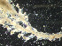  ( - HMSC174_02543)  @11 [ ] CreativeCommons - Attribution Share-Alike (2025) Unspecified Huntsman Marine Science Centre