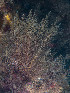  ( - Quoddy 177)  @11 [ ] CreativeCommons - Attribution Share-Alike (2025) Unspecified Huntsman Marine Science Centre