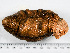  ( - HMSC174-01485)  @11 [ ] by-nc-sa  Unspecified Huntsman Marine Science Centre