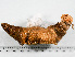  ( - HMSC174-01566)  @11 [ ] by-nc-sa  Unspecified Huntsman Marine Science Centre