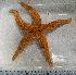  (Henricia perforata - HMSC174-01498)  @11 [ ] CreativeCommons - Attribution Share-Alike (2025) Unspecified Huntsman Marine Science Centre