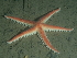  ( - HMSC174-01438)  @11 [ ] CreativeCommons - Attribution Share-Alike (2025) Unspecified Huntsman Marine Science Centre