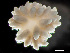  ( - HMSC174_00992)  @11 [ ] by-nc-sa  Unspecified Huntsman Marine Science Centre