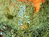  ( - HMSC174_00992)  @11 [ ] by-nc-sa  Unspecified Huntsman Marine Science Centre