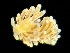  ( - HMSC174_00992)  @11 [ ] by-nc-sa  Unspecified Huntsman Marine Science Centre