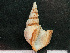  (Arrhoges - HMSC174-01468)  @11 [ ] by-nc-sa  Unspecified Huntsman Marine Science Centre