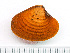  (Tridonta elliptica - HMSC174-01469)  @11 [ ] by-nc-sa  Unspecified Huntsman Marine Science Centre