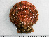 ( - HMSC174-01471)  @11 [ ] by-nc-sa  Unspecified Huntsman Marine Science Centre