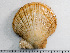 ( - HMSC174-01564)  @11 [ ] by-nc-sa  Unspecified Huntsman Marine Science Centre