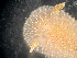  ( - HMSC174-01637)  @11 [ ] by-nc-sa  Unspecified Huntsman Marine Science Centre