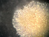  ( - HMSC174-01637)  @11 [ ] by-nc-sa  Unspecified Huntsman Marine Science Centre