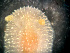  ( - HMSC174-01638)  @11 [ ] by-nc-sa  Unspecified Huntsman Marine Science Centre