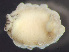  ( - HMSC174-01672)  @11 [ ] by-nc-sa  Unspecified Huntsman Marine Science Centre