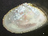  ( - HMSC174_03031)  @11 [ ] by-nc-sa  Unspecified Huntsman Marine Science Centre