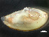  (Yoldia limatula - HMSC174_03051)  @11 [ ] by-nc-sa  Unspecified Huntsman Marine Science Centre