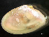  ( - HMSC174_03054)  @11 [ ] by-nc-sa  Unspecified Huntsman Marine Science Centre