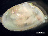  ( - HMSC174_03064)  @11 [ ] by-nc-sa  Unspecified Huntsman Marine Science Centre