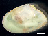  ( - HMSC174_03065)  @11 [ ] by-nc-sa  Unspecified Huntsman Marine Science Centre