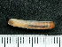  ( - HMSC174_03091)  @11 [ ] by-nc-sa  Unspecified Huntsman Marine Science Centre