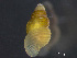  (Onoba mighelsii - HMSC174_03213)  @11 [ ] by-nc-sa  Unspecified Huntsman Marine Science Centre